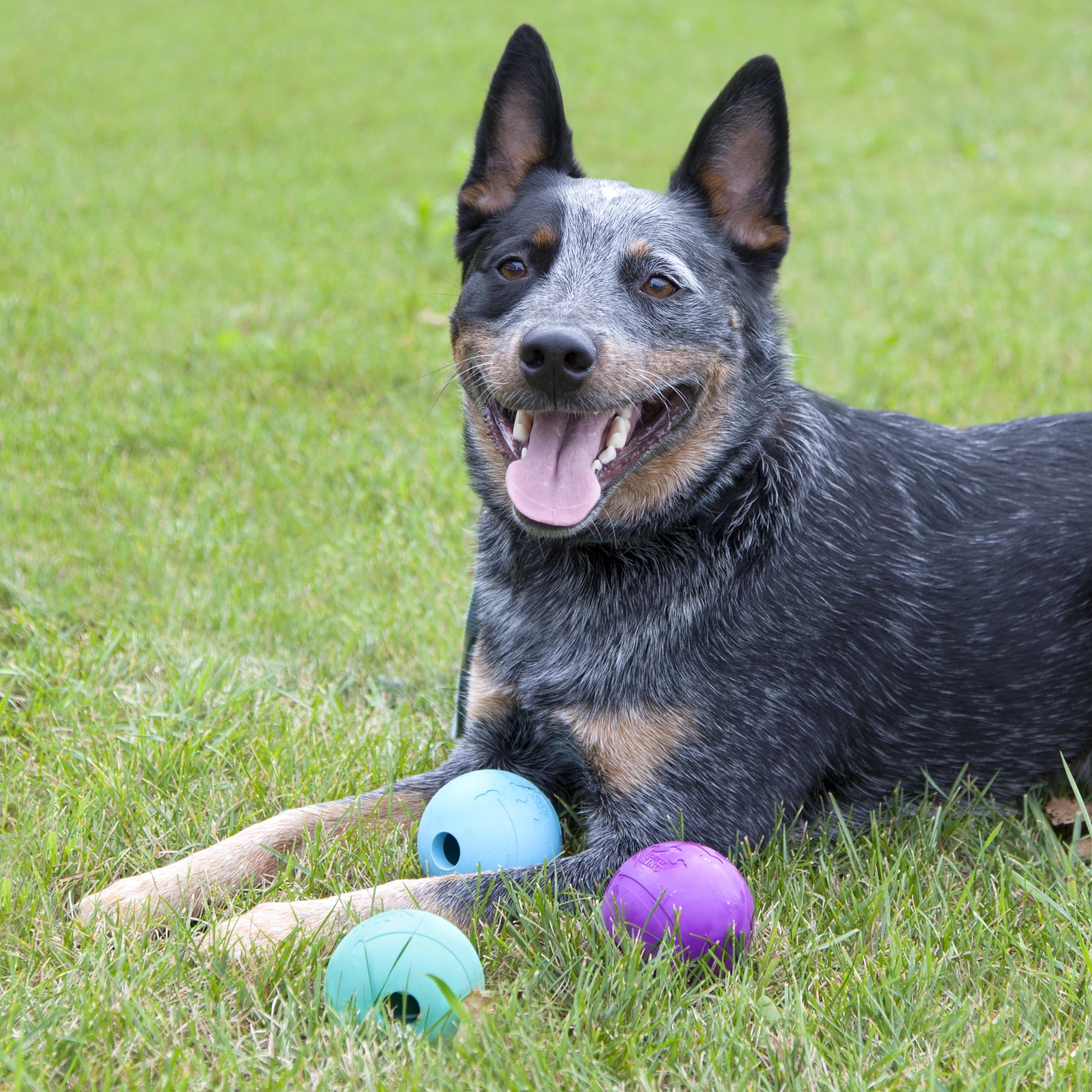 3" Rubber Dog Fetch Balls – 3 Pack Durable Chew & Play Toys for Dogs