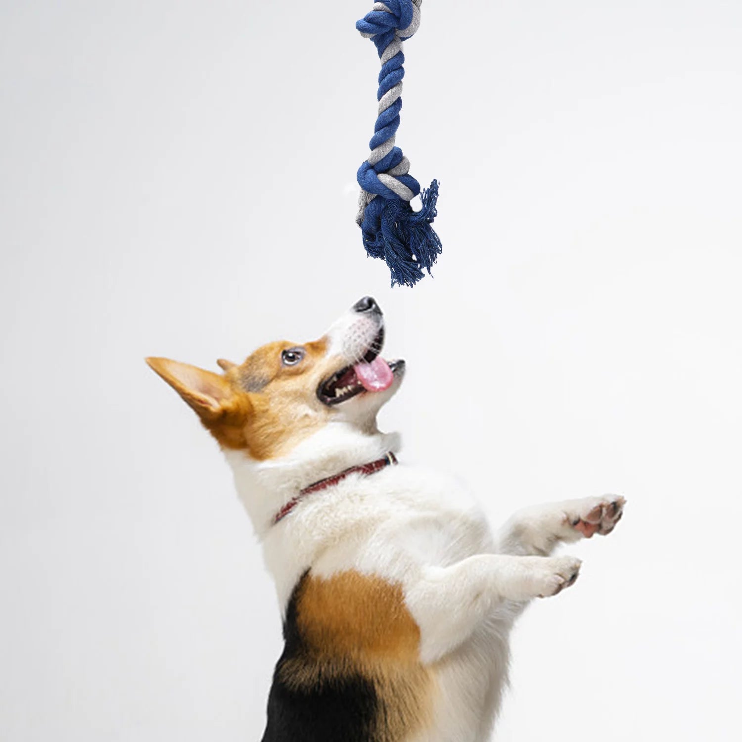 Dog Toy Set – 6 Pack Plush Squeaky & Rope Chew Toys for Small & Medium Dogs, Interactive & Teeth Cleaning