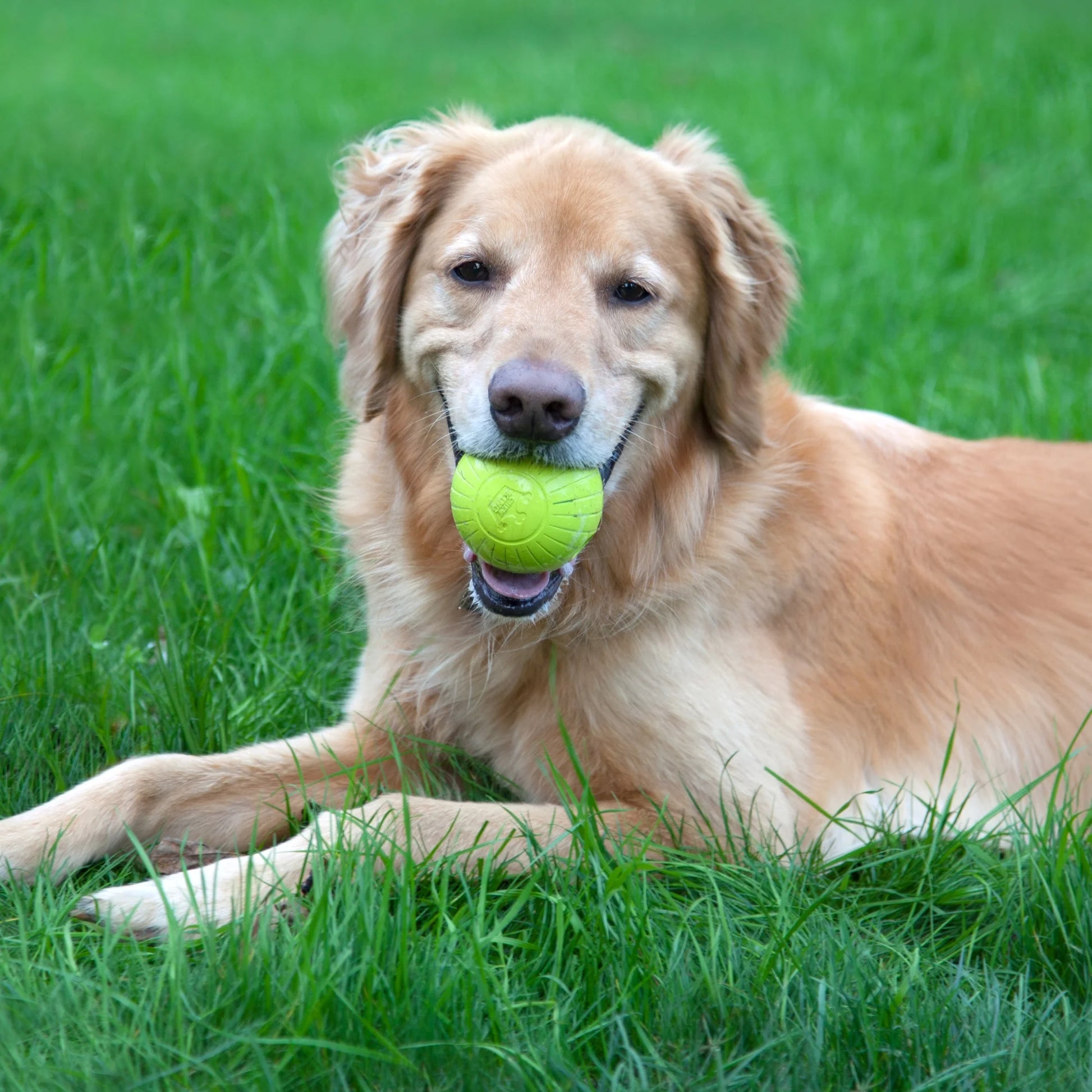 3" Durable Rubber Dog Balls – 4 Pack Strong Chew & Fetch Toys for Large Breed Dogs